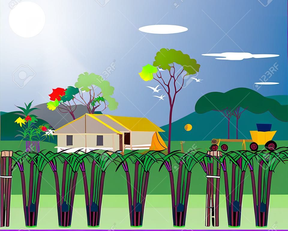 agriculturist harvest sugar cane plant vector design