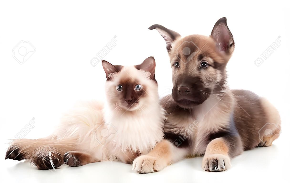 puppy and cat together  isolated on white background