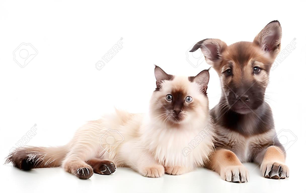cachorro y gato juntos aislados sobre fondo blanco