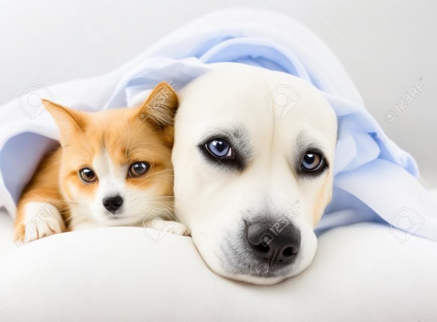 triste perro y el gato acostado en una almohada debajo de una manta aisladas sobre fondo blanco