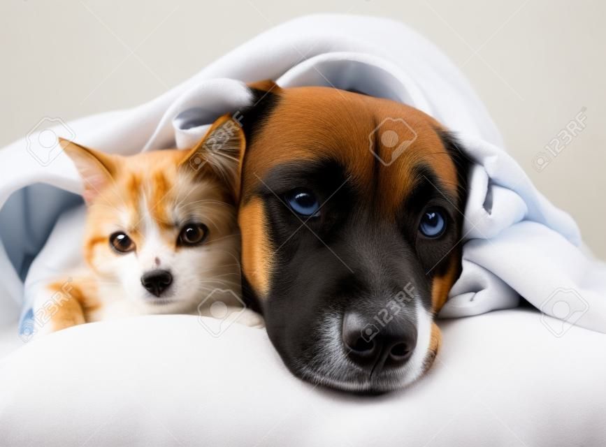 sad dog and cat lying on a pillow under a blanket  isolated on white background