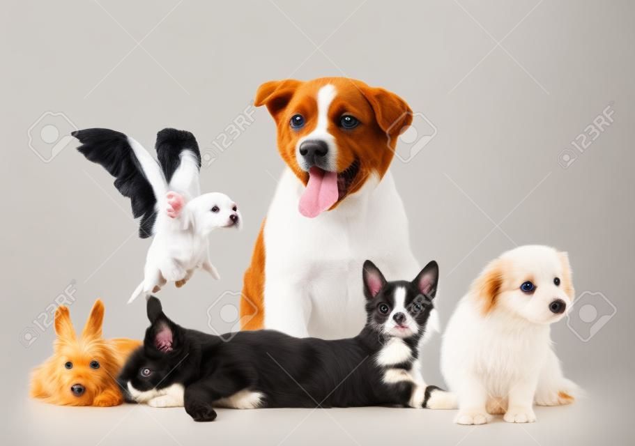애완 동물의 큰 그룹. 흰색 배경에 고립