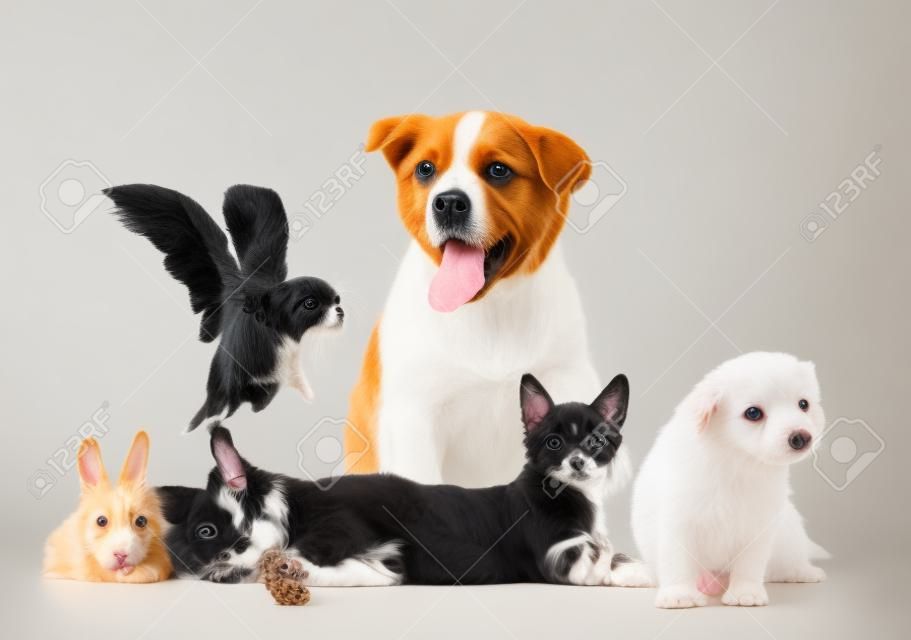 애완 동물의 큰 그룹. 흰색 배경에 고립