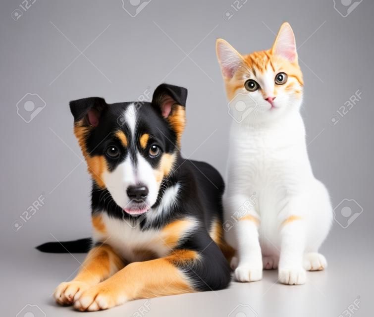 dog and  kitten. looking at camera. isolated on white background