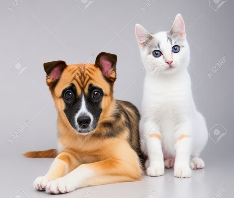 개와 새끼 고양이. 카메라를 찾고. 흰 배경에 고립 된