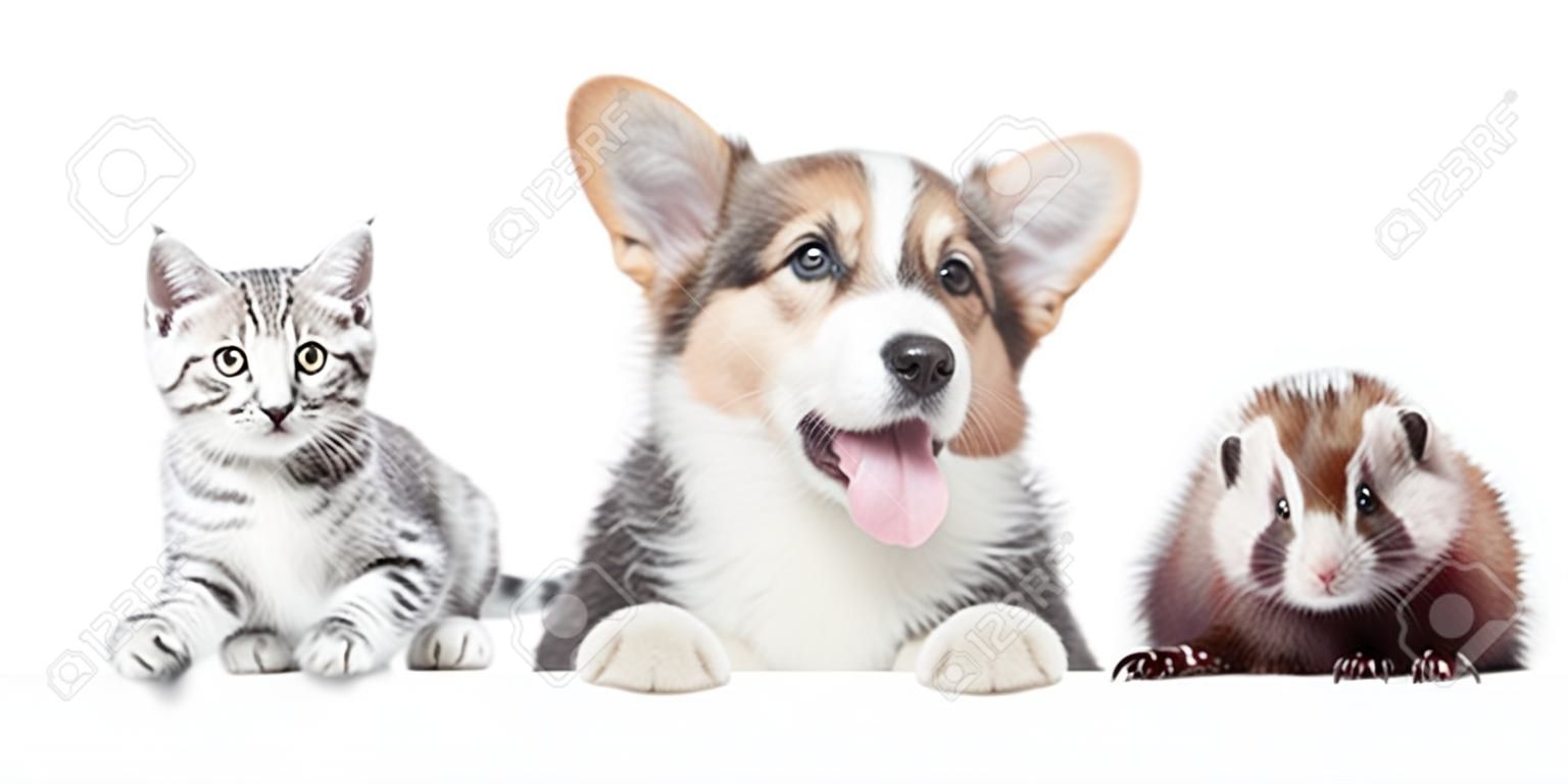Group of pets together over white banner. isolated on white background.