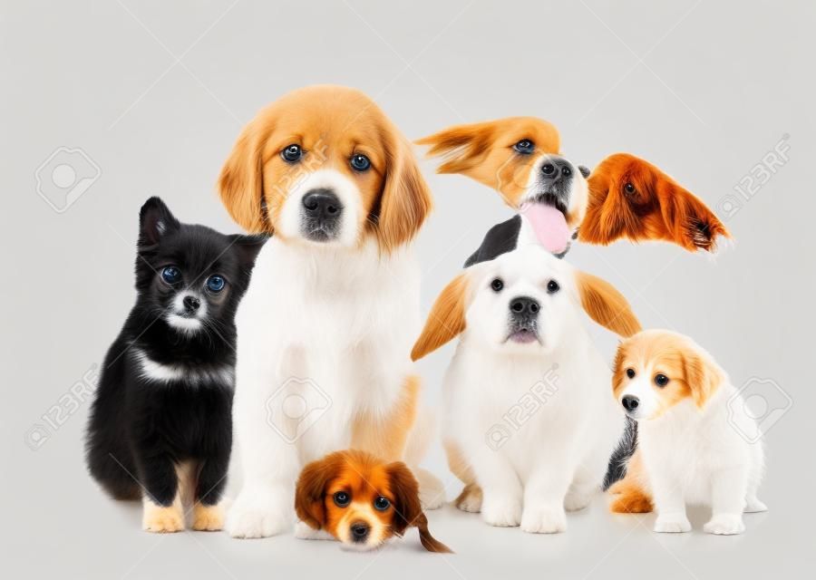 Group of pets together in front view. Isolated on white background.
