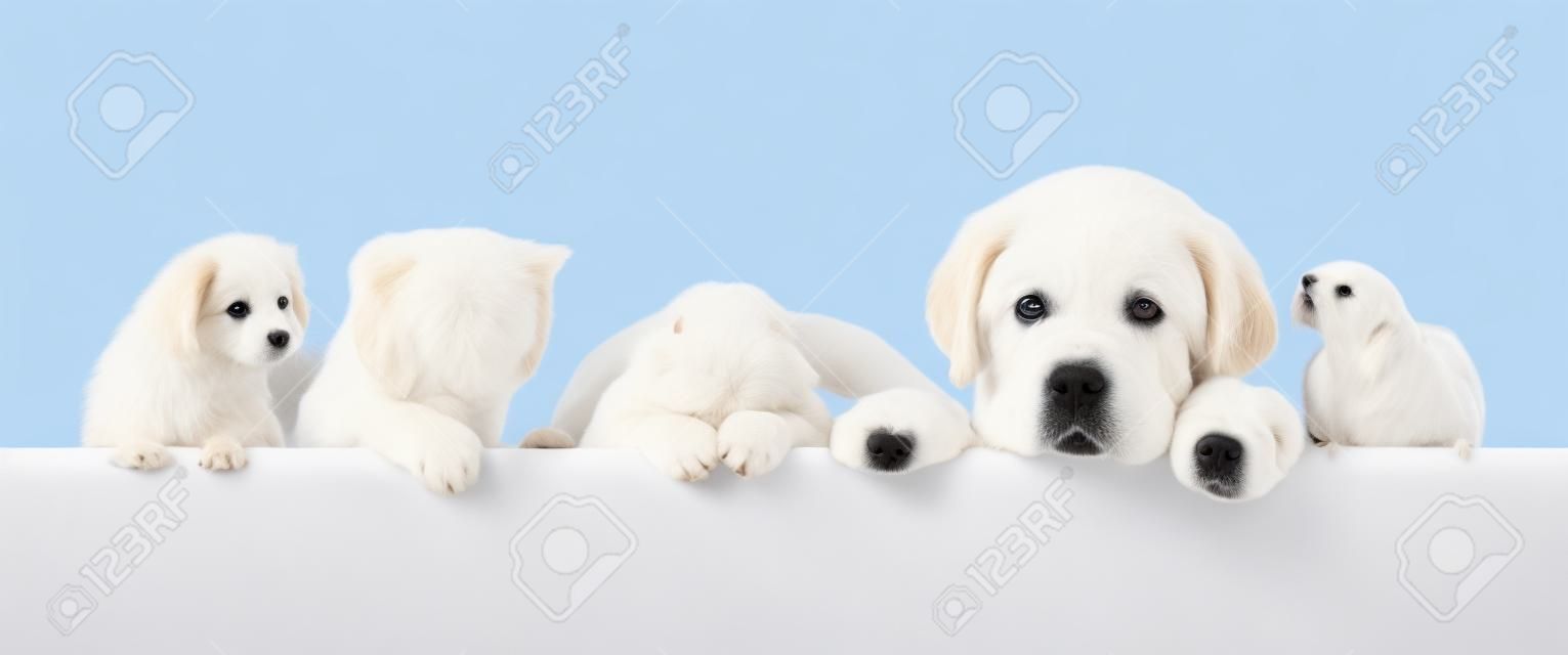 Group of pets  over empty white banner. isolated on white background. Space for text.