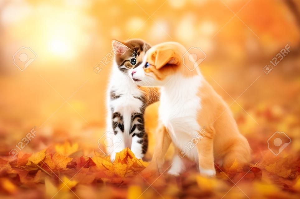 夕暮れ時に紅葉にかわいい子犬と子猫。