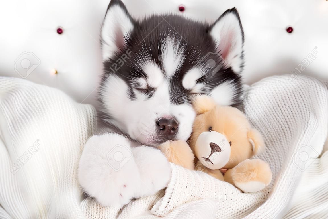 Sleeping Siberian Husky puppy embracing toy bear on pillow under blanket at home. Top view.