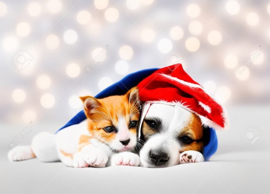 Jack russell terrier wearing santa's hat sleeps and hugs kitten on festive background. Cute kitten hugs toy bear.