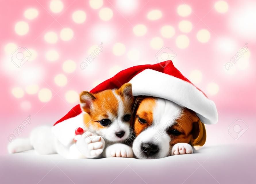 Jack russell terrier wearing santa's hat sleeps and hugs kitten on festive background. Cute kitten hugs toy bear.