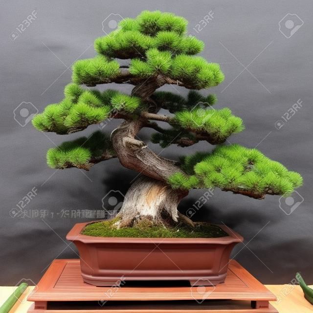 Japanische fünf kiefer (Pinus parvifolia) als Bonsai-Baum in einem Topf