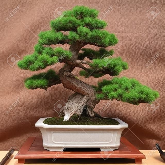Japanische fünf kiefer (Pinus parvifolia) als Bonsai-Baum in einem Topf