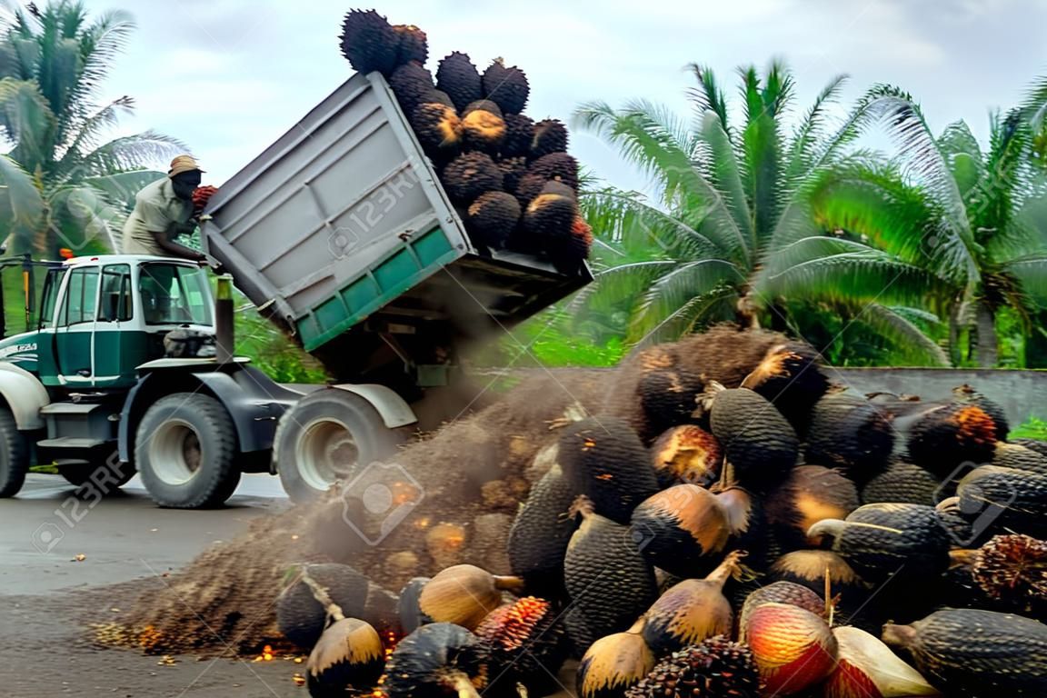 Un travailleur des plantations regarde un camion décharger des grappes de fruits de palmier à huile fraîchement récoltées à un point de collecte.