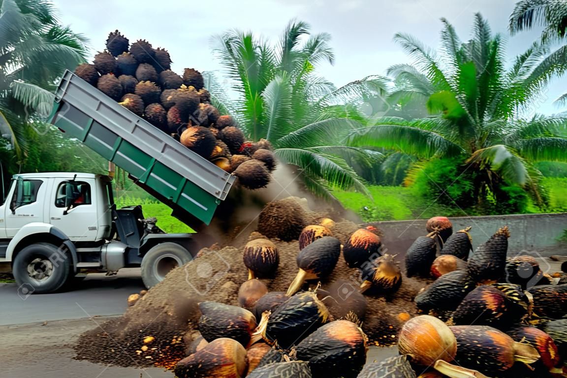 Un travailleur des plantations regarde un camion décharger des grappes de fruits de palmier à huile fraîchement récoltées à un point de collecte.