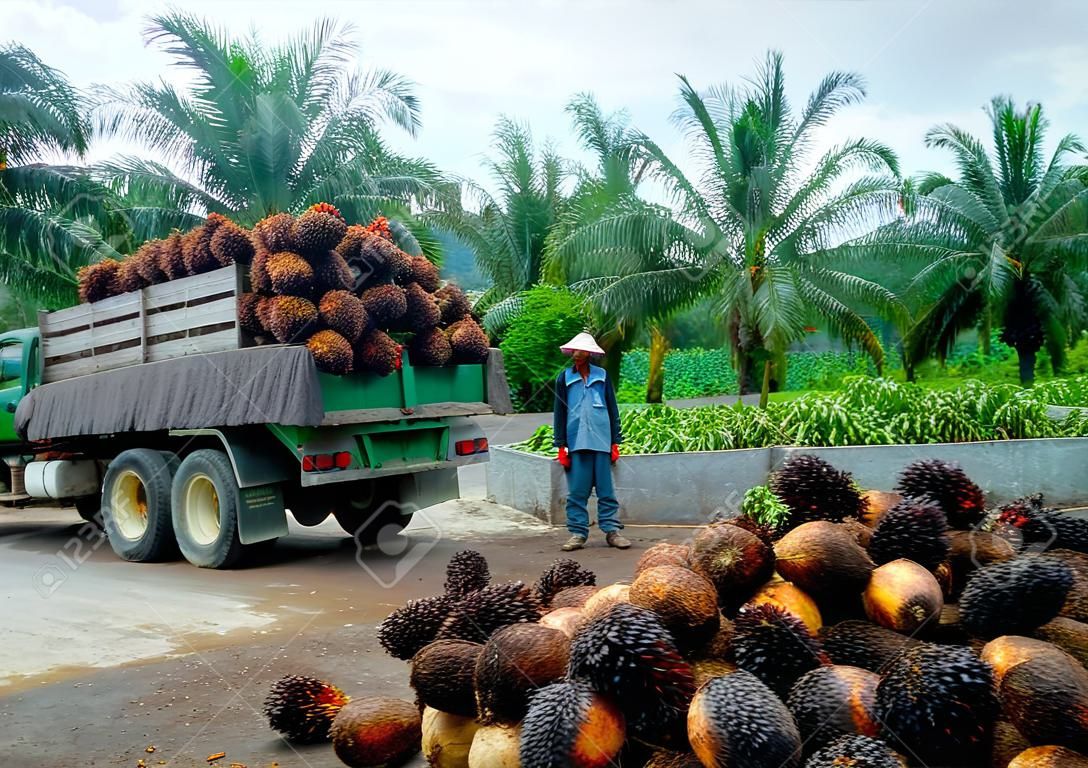 trabajador de las plantaciones observa mientras se descarga un camión racimos de palma de aceite de frutas recién cosechadas en un punto de recogida.