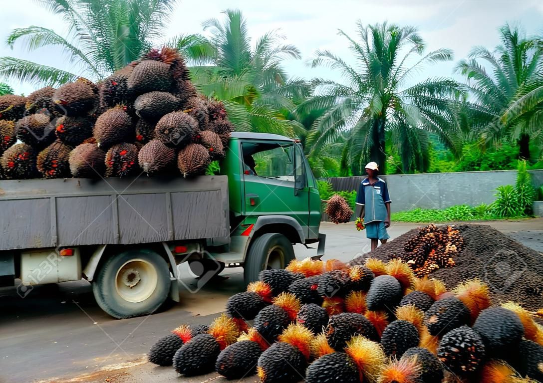Robotnik obserwujący plantację jako ciężarówka wyładowuje świeżo zebrane paluszki z owocami palmowymi w punkcie zbiórki.