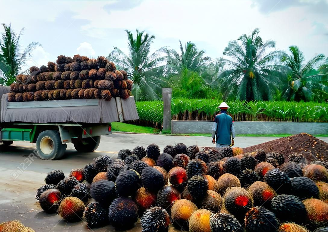 Robotnik obserwujący plantację jako ciężarówka wyładowuje świeżo zebrane paluszki z owocami palmowymi w punkcie zbiórki.