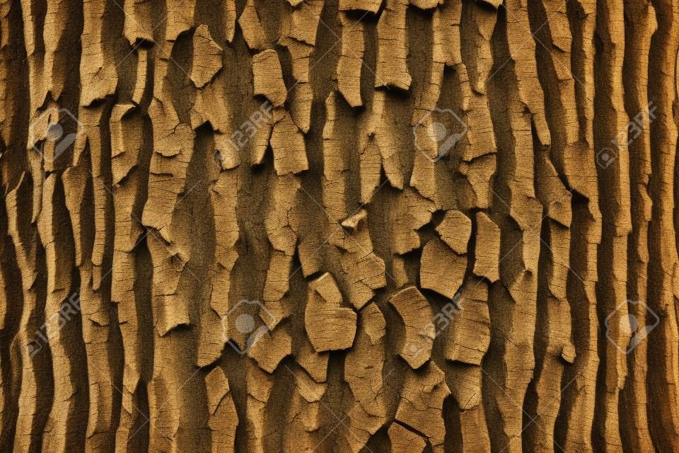 A view of oak tree bark texture.