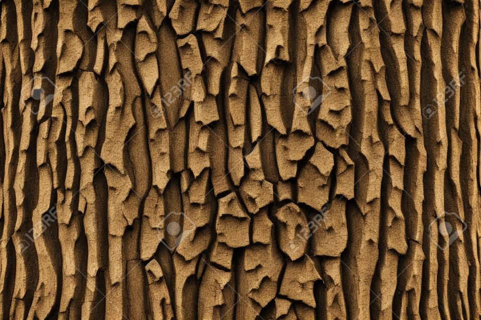 A view of oak tree bark texture.
