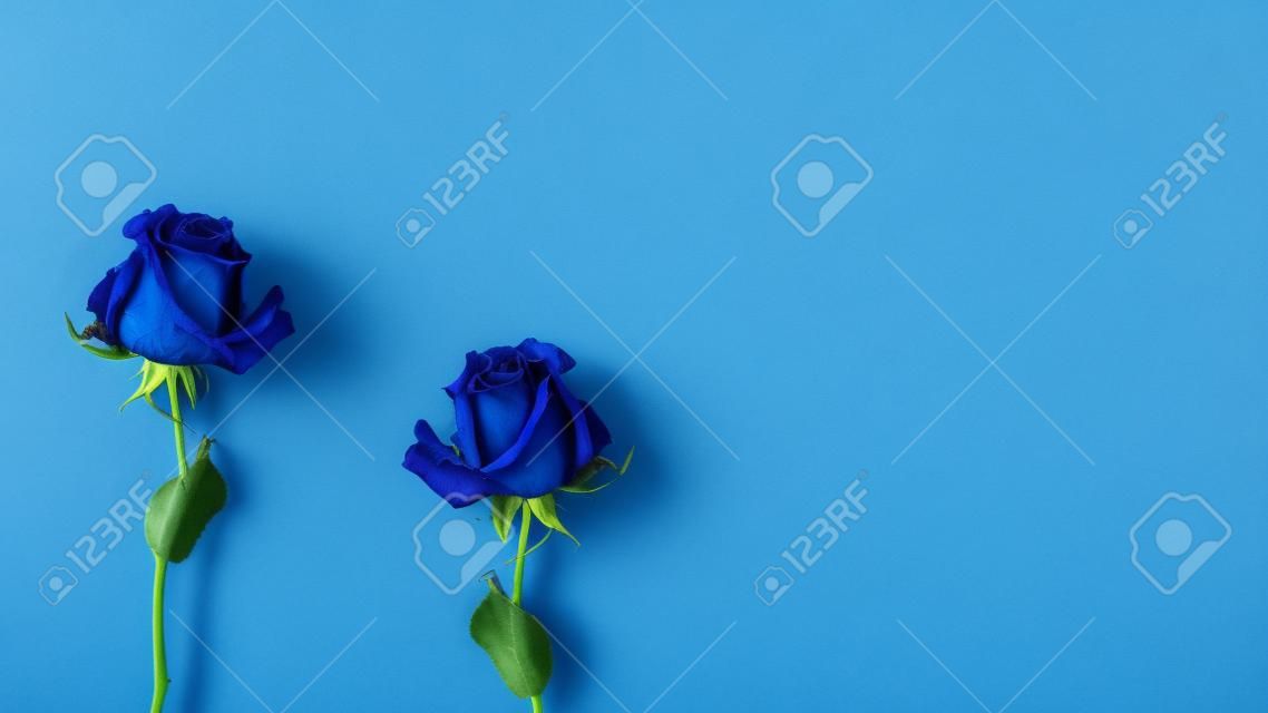 Two Dried blue rose on blue background