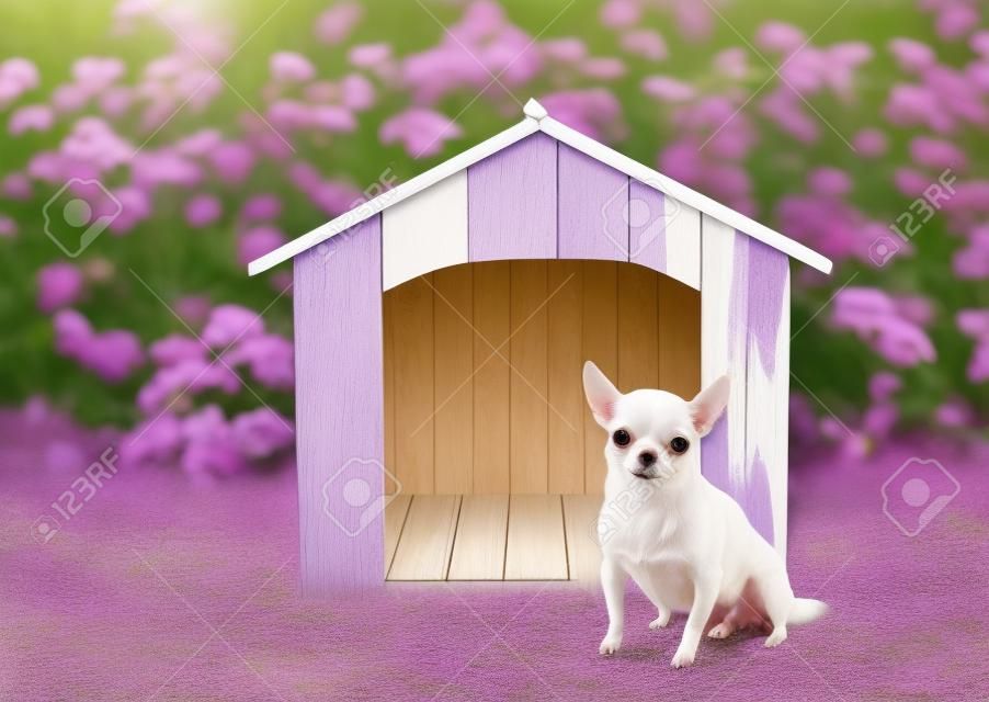 Portrait  of white  short hair  Chihuahua dogs sitting in front of  wooden dog house, smiling and looking at camera. Purple flowers garden background.