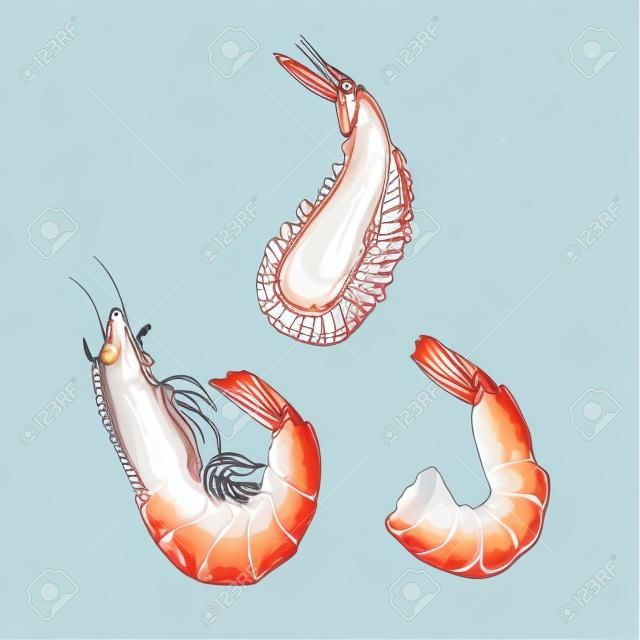 Illustrator of shrimp in shell, without shell and fried vector isolated EPS 10