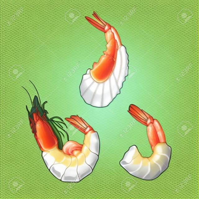 Illustrator of shrimp in shell, without shell and fried vector isolated EPS 10