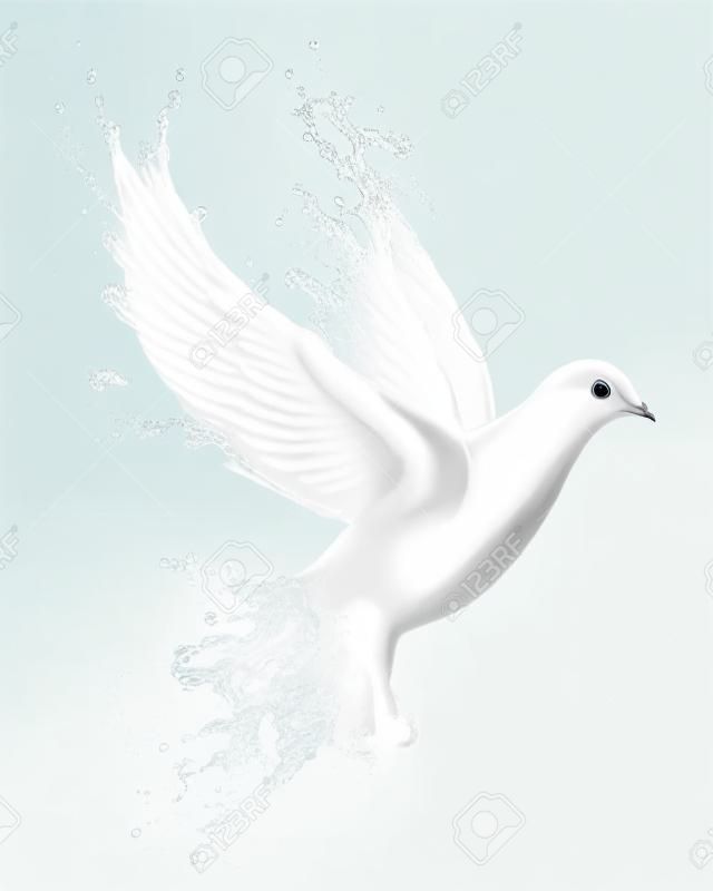 白で隔離された水のしぶきから作られた鳩