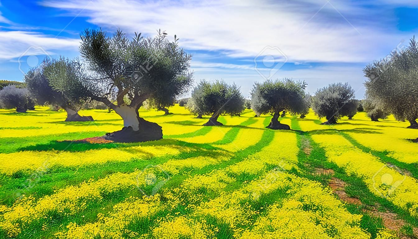 이탈리아 풀리아 지역의 이른 봄 시즌에 많은 오래된 올리브 나무와 노란색 꽃이 만발한 초원이 있는 농장