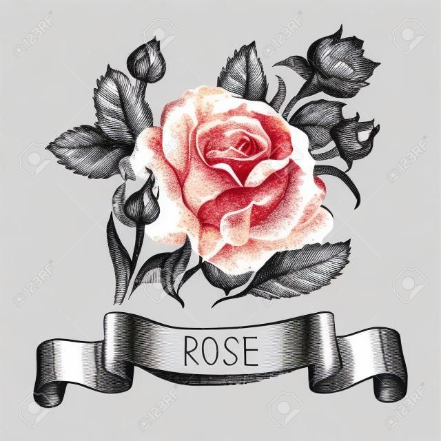 Sketch floral rose banner with ribbon. Hand drawn illustration