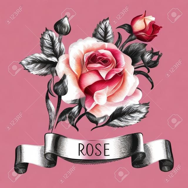 Sketch floral rose banner with ribbon. Hand drawn illustration