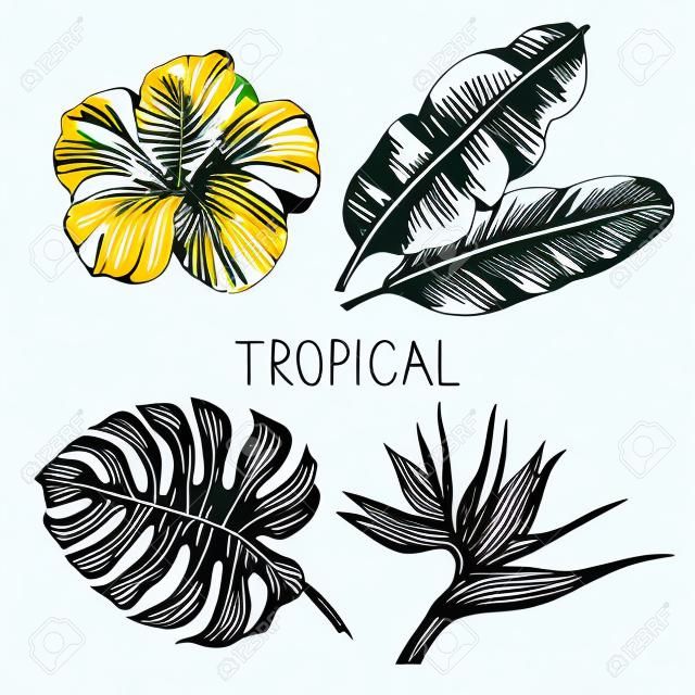 Elle çizilmiş kroki tropik bitkiler ayarlayın. Vektör çizimler