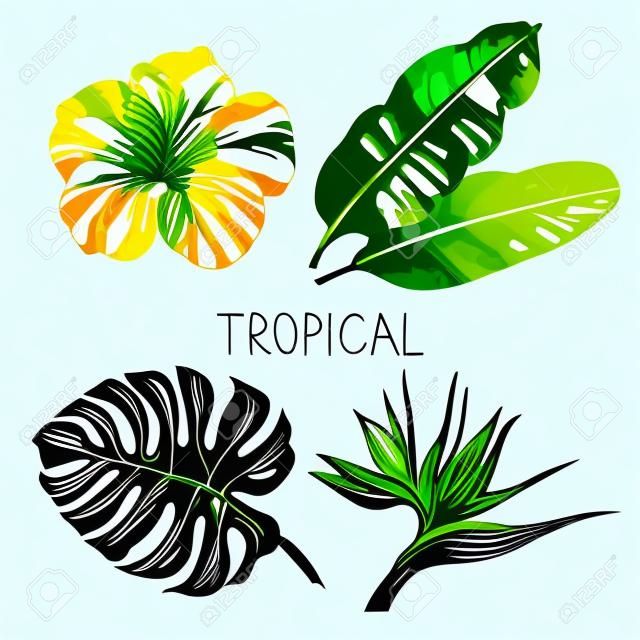 Elle çizilmiş kroki tropik bitkiler ayarlayın. Vektör çizimler