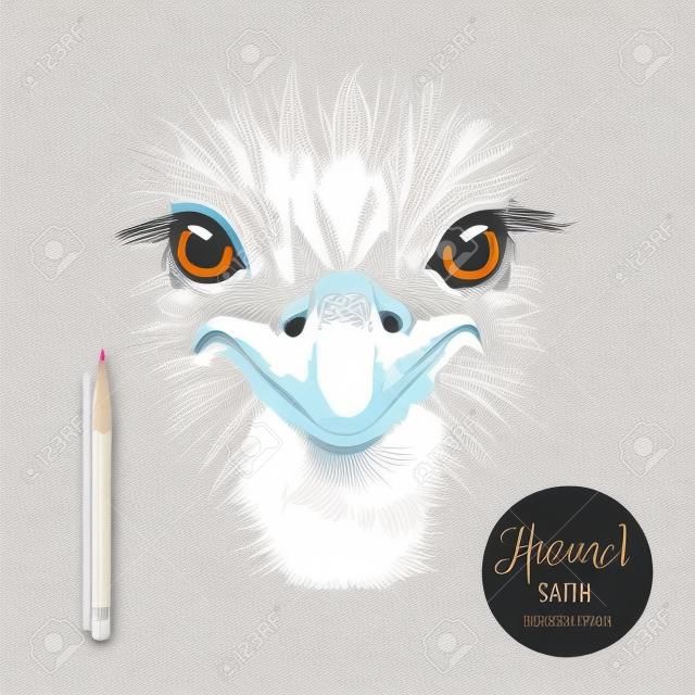 Main autruche dessinée vecteur tête d'oiseau illustration. Dessinez isolé portrait d'autruche sur fond blanc avec un crayon et une étiquette bannière