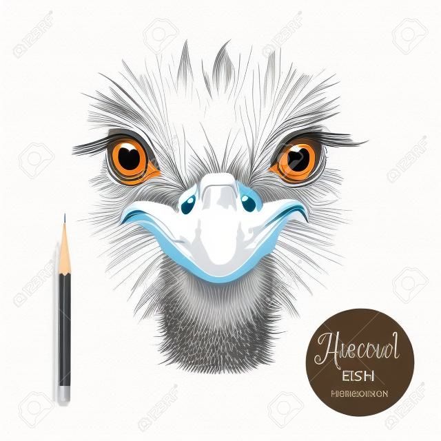 Mano de avestruz dibujado ilustración vectorial cabeza de ave. Boceto aislado retrato de avestruz en el fondo blanco con el lápiz y la etiqueta de la bandera