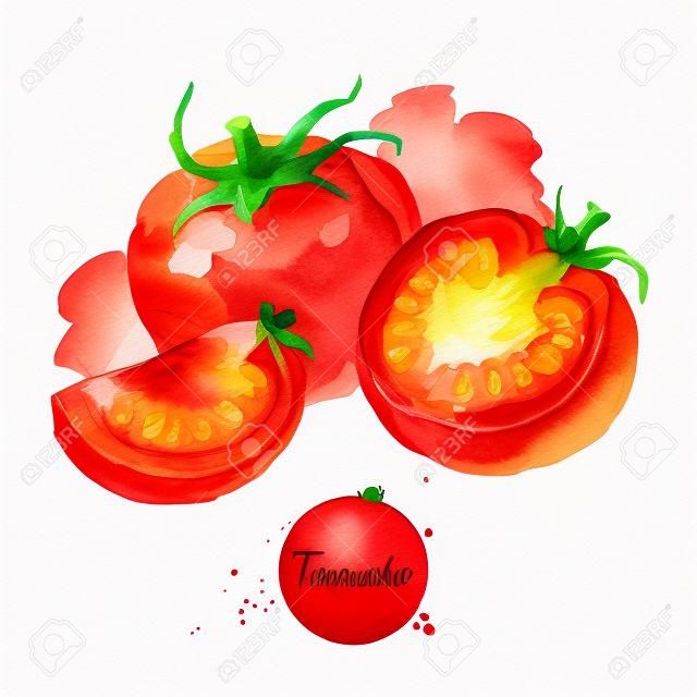 Tomato set. Hand drawn sketch watercolor acrylic painting on white background. Isolated illustration
