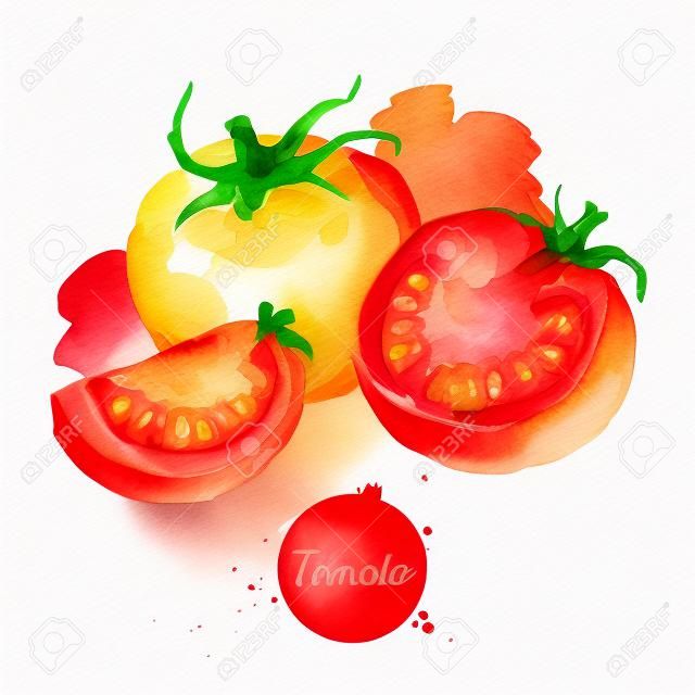 Tomato set. Hand drawn sketch watercolor acrylic painting on white background. Isolated illustration
