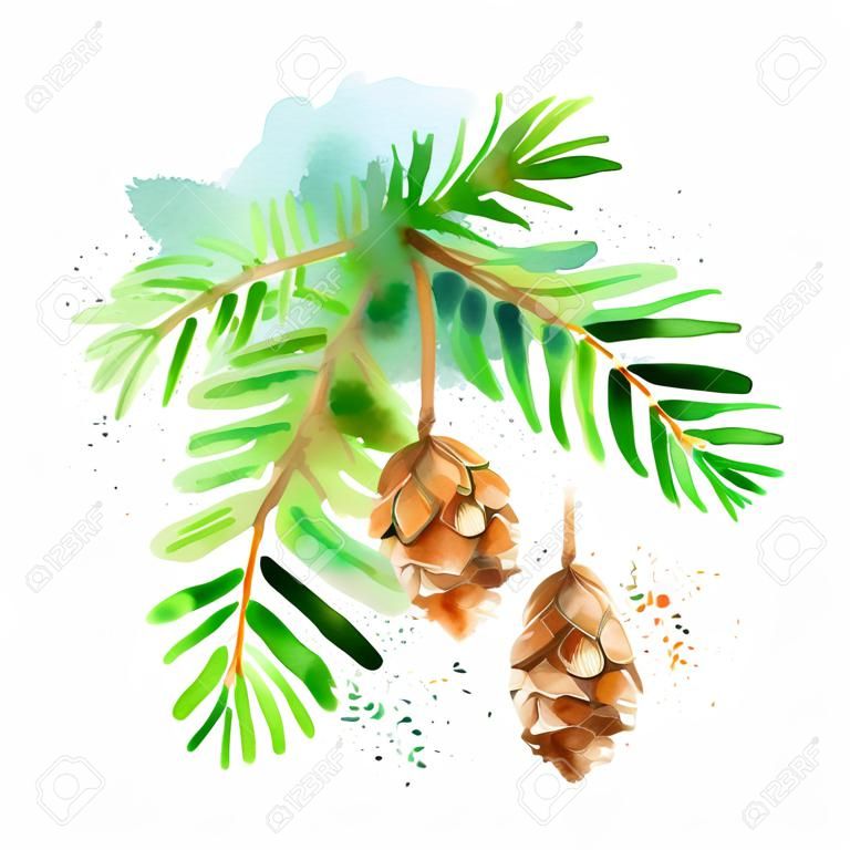 Watercolor fir hemlock branch cone illustration. Vector painted isolated Christmas element on white background