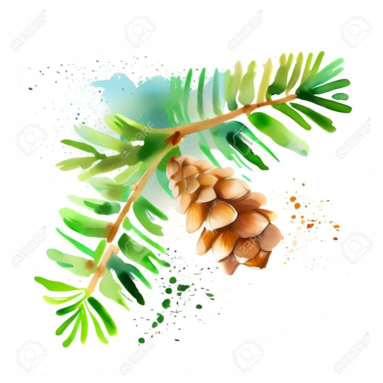 Watercolor fir hemlock branch cone illustration. Vector painted isolated Christmas element on white background