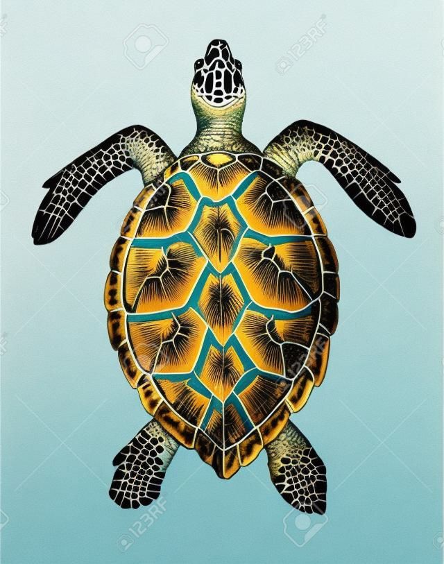 Vollständige Illustration einer wunderschönen Vintage Hawksbill Sea Turtle Gravur