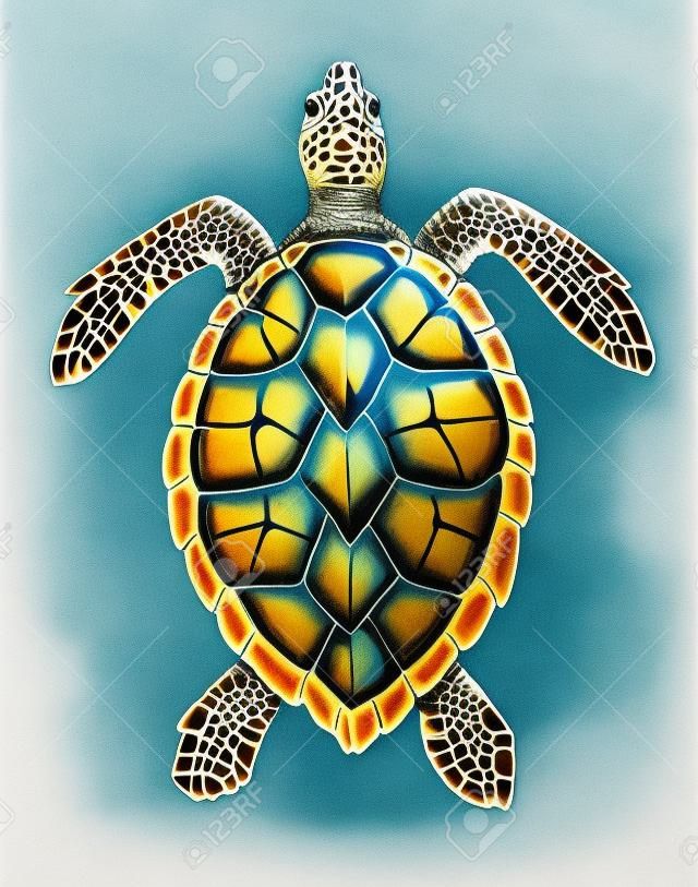 Full Illustration of a beautiful Vintage Hawksbill Sea Turtle Engraving