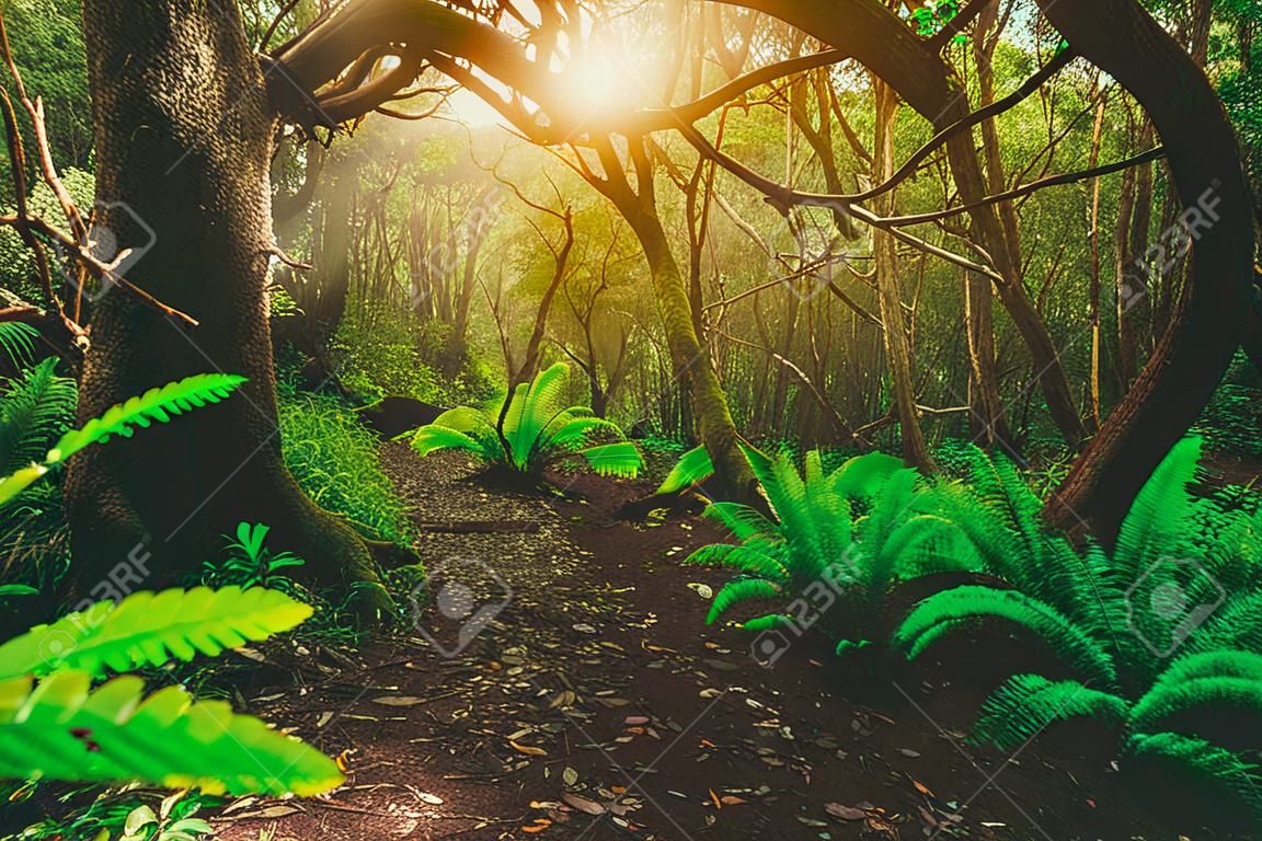 Beautiful path in lush tropical rainforest jungle in Tasman peninsula, Tasmania, Australia. The ancient jurassic age jungle is part of three capes track, famous bush walking of Tasmania, Australia.