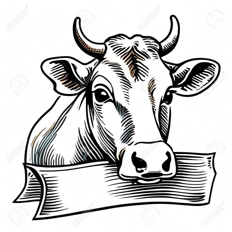 Cabeça de vaca. Mão desenhada em um estilo gráfico. Ilustração de gravura vetorial vintage para info gráfico, cartaz, web. Isolado no fundo branco