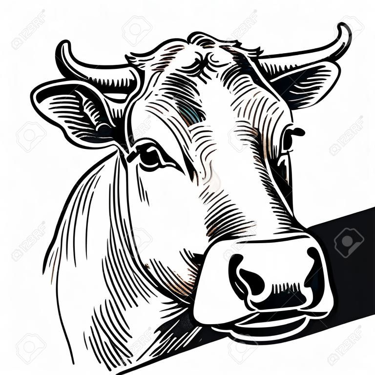 Cows head. Hand drawn in a graphic style. Vintage vector engraving illustration for info graphic, poster, web. Isolated on white background