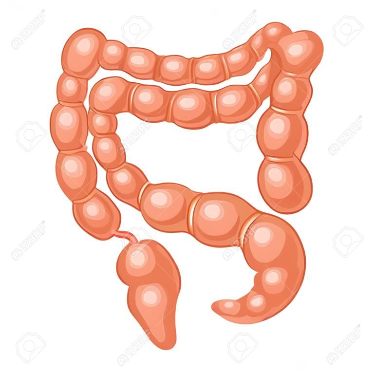 Human anatomy large intestine. Vector color illustration isolated on a white background. Hand drawn design element for label, poster, web, poster, info graphic.