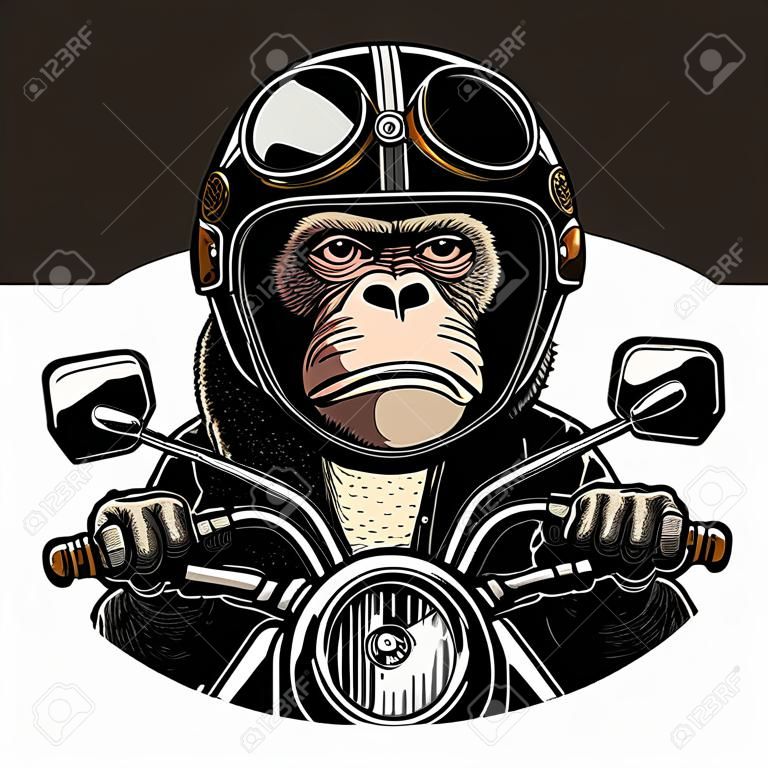헬멧을 쓰고 안경을 쓴 원숭이가 오토바이를 탄다. 벡터 손으로 그린 색상 빈티지 조각. 흰색 배경에 고립. 포스터 및 티셔츠 바이커 클럽용
