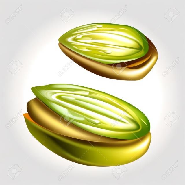 Pistachio nut with and without shell. Vector color realistic illustration. Isolated on white background.
