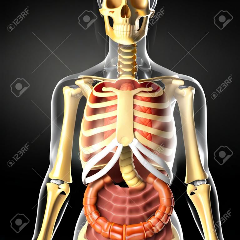 Illustration of female skeleton digestive system 